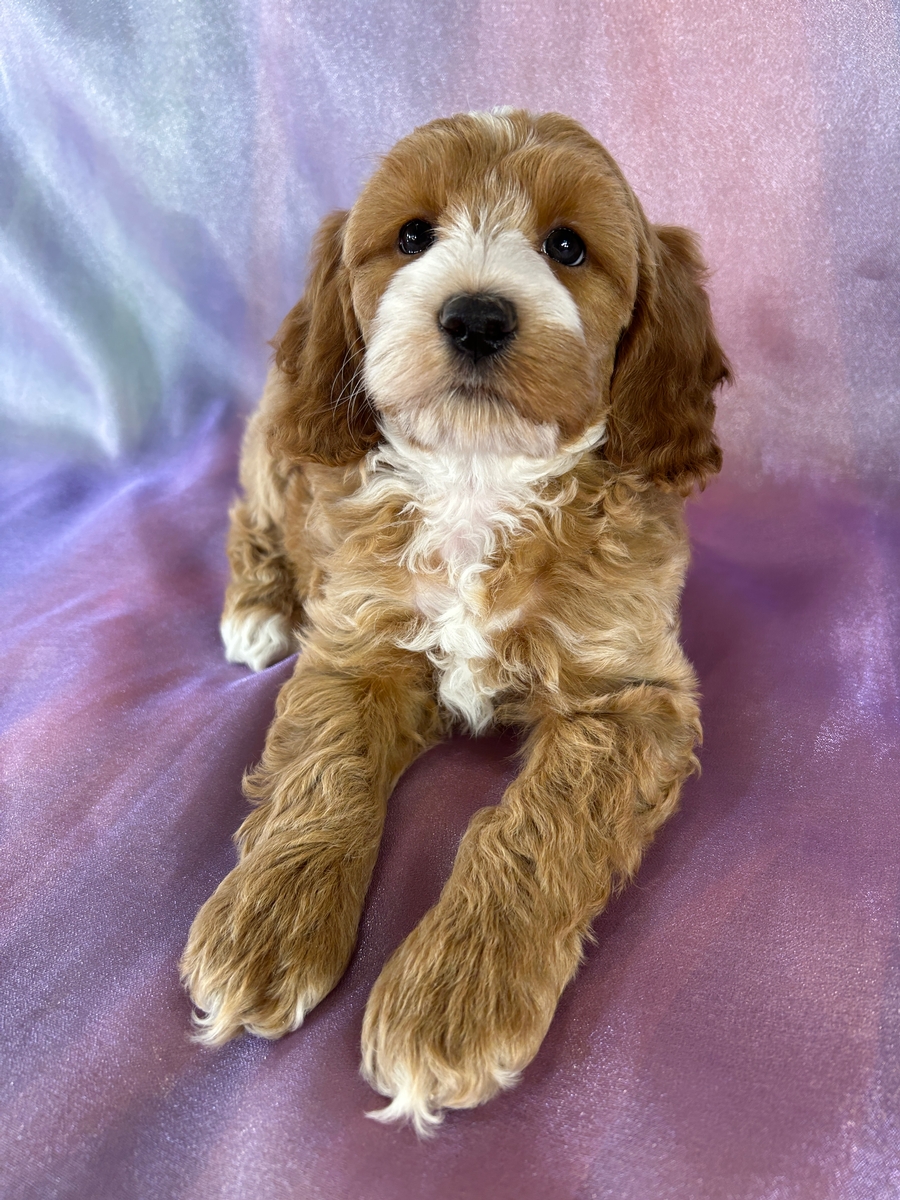 Female Cockapoo Puppy for Sale DOB 7-24-2026 $950
